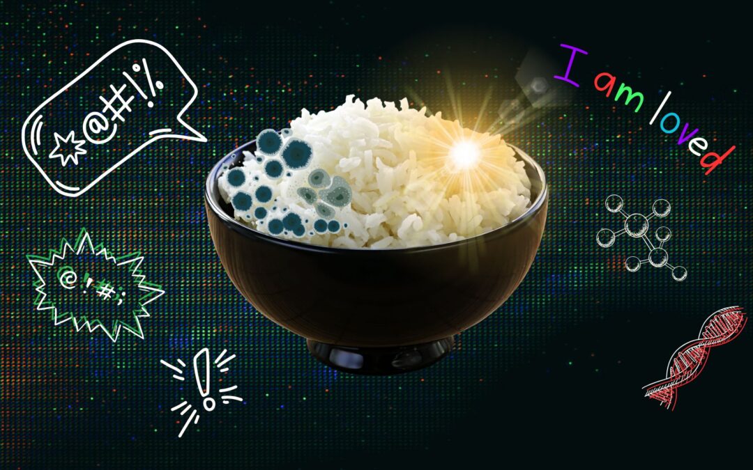 Rice Rice Baby: The experiment that can manifest mould and preserve joy
