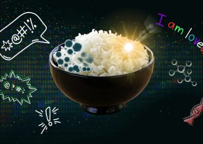 Rice Rice Baby: The experiment that can manifest mould and preserve joy