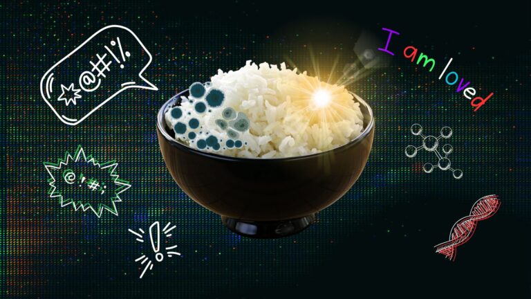 Rice Rice Baby: The Rice Experiment That Can Manifest Mould and Preserve Joy