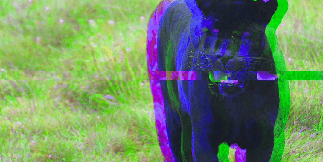 Big Cats in the Countryside: Fable, Fiction, or Frightening Reality?