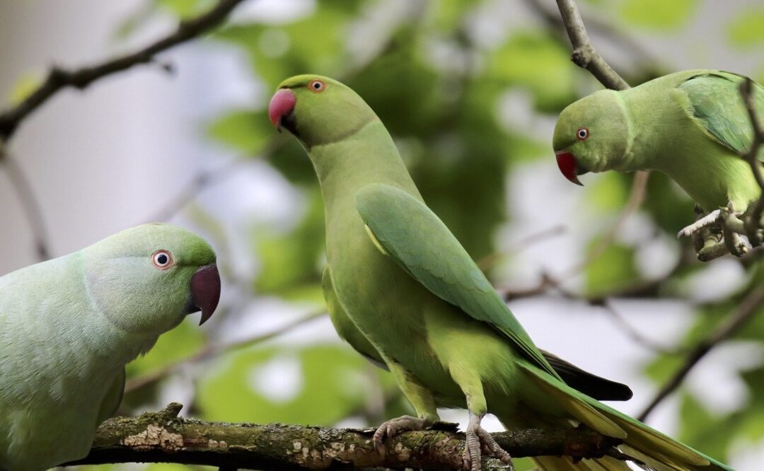The curious story of London’s parakeets