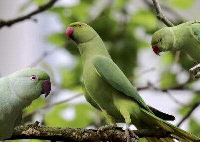 The curious story of London’s parakeets