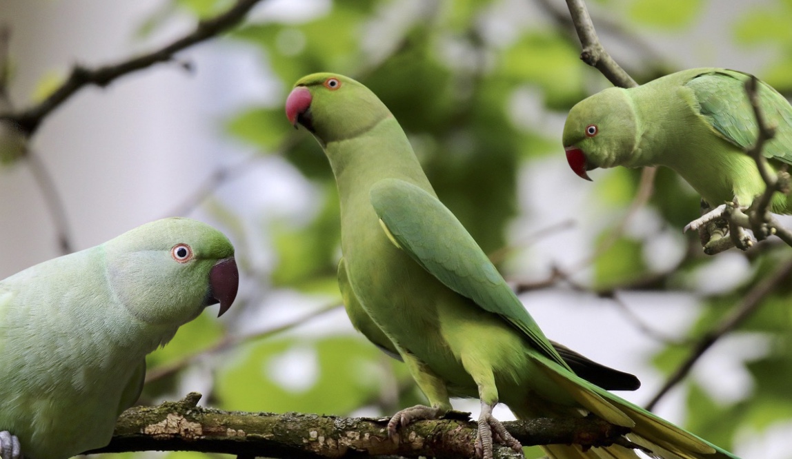 The Curious Story of London’s Parakeets