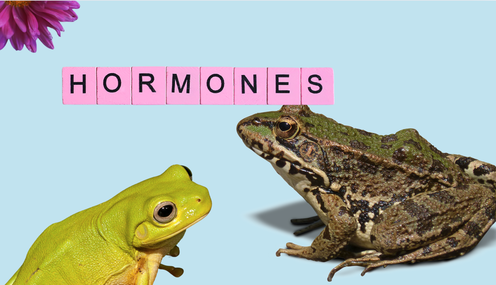 Hormones in the Water Is Making Frogs Gay?
